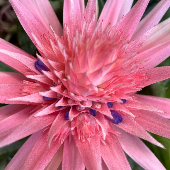 Expresso Jackets & Blazers - Expresso Long Gold Shine Vest with Pockets 97% Poly 3% Spandex Med or Large